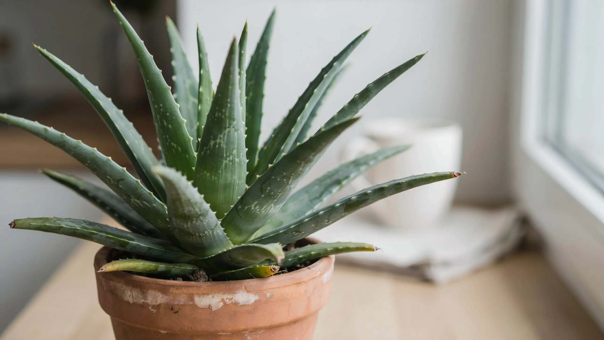 Aloe vera plant in a terracotta pot with a softly blurred sunny kitchen background.