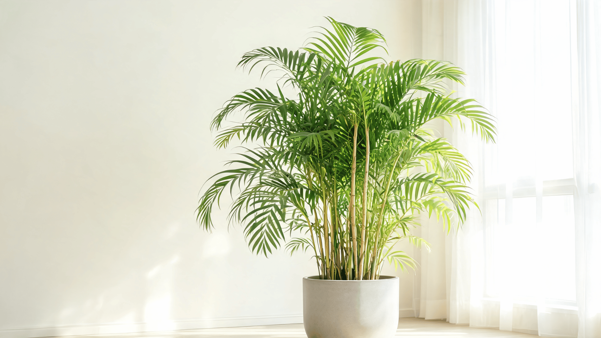 Areca palm plant in a white pot placed indoors near a bright window