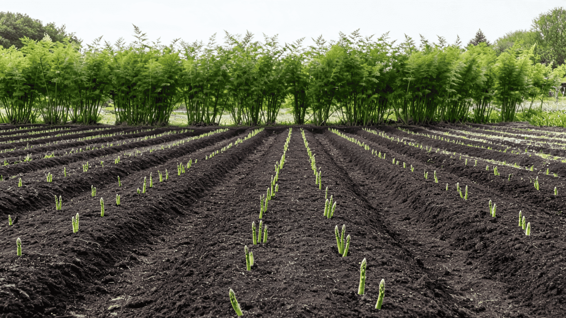 how to plant asparagus crowns the right way can completely change your results.