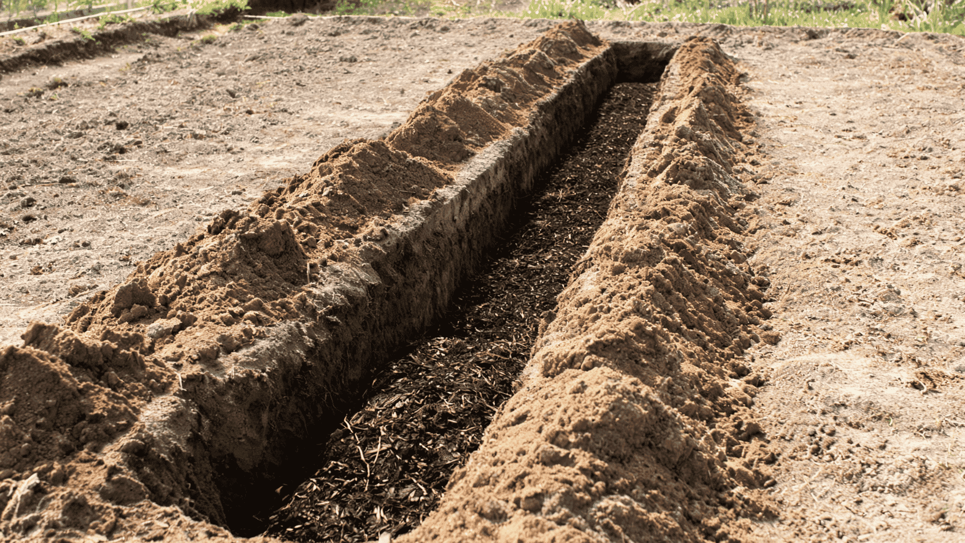 repared asparagus trench with loose soil and compost in a garden bed
