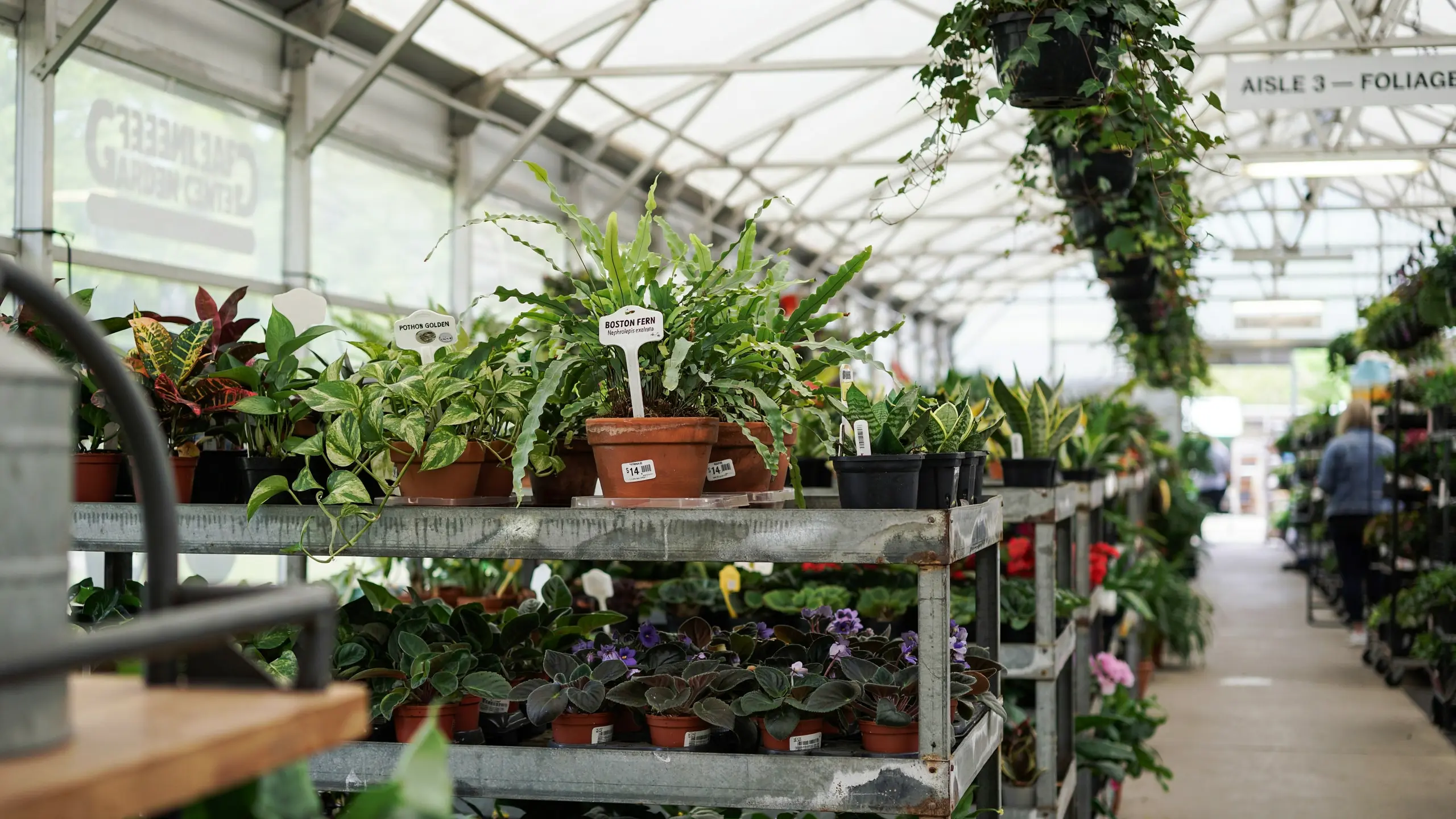Boston fern displayed on a nursery bench among other plants in a bright greenhouse.