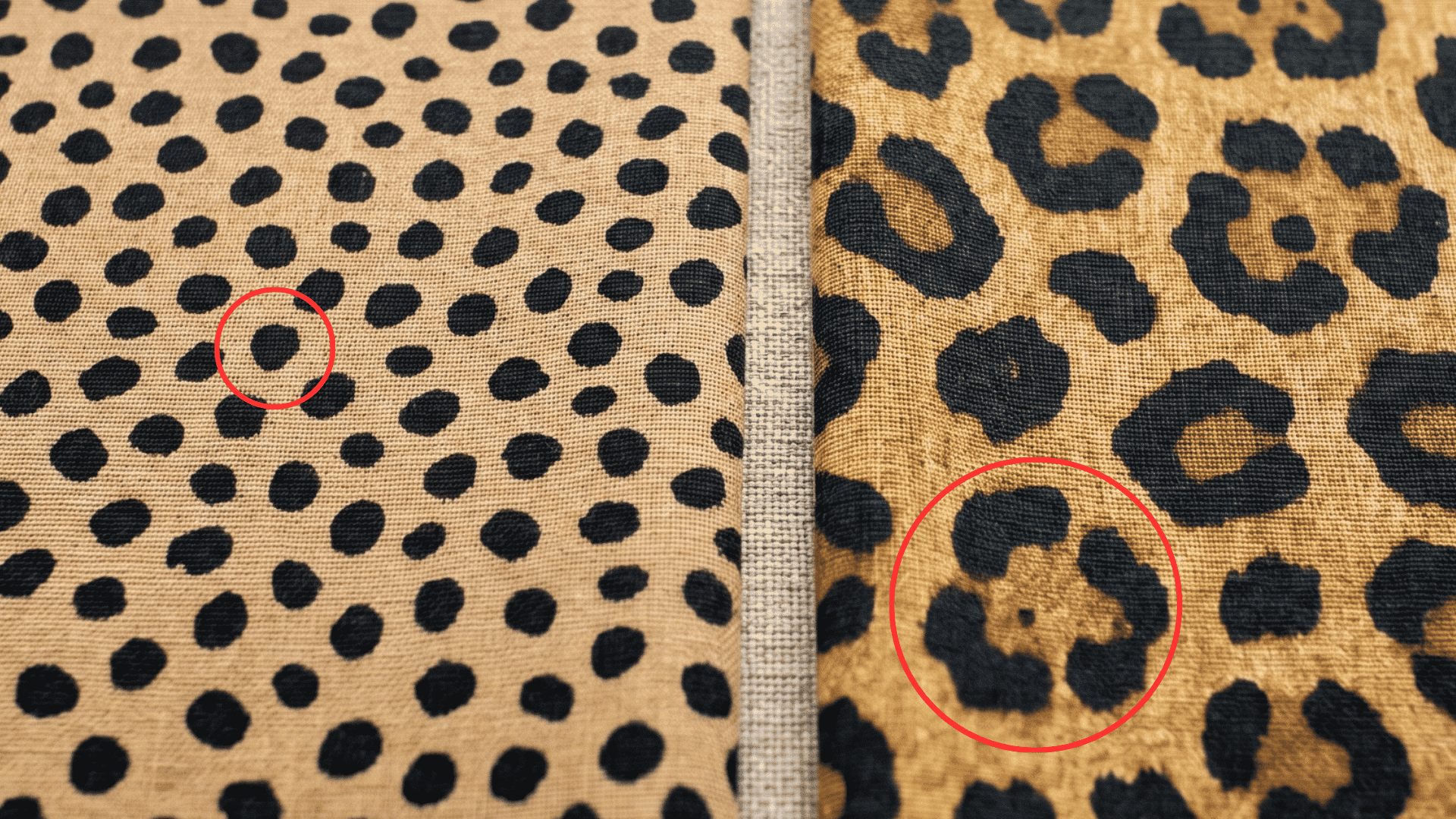 Close-up of cheetah solid spots and leopard broken-circle rosettes side by side