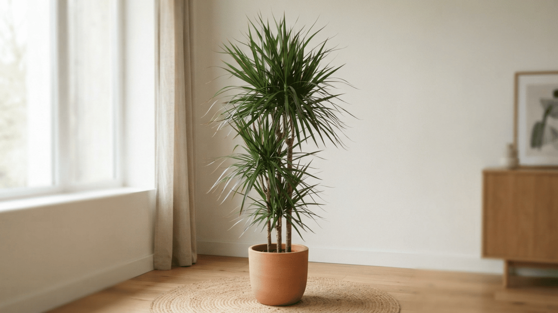 Dracaena plant with tall stems and long green leaves in an indoor pot.