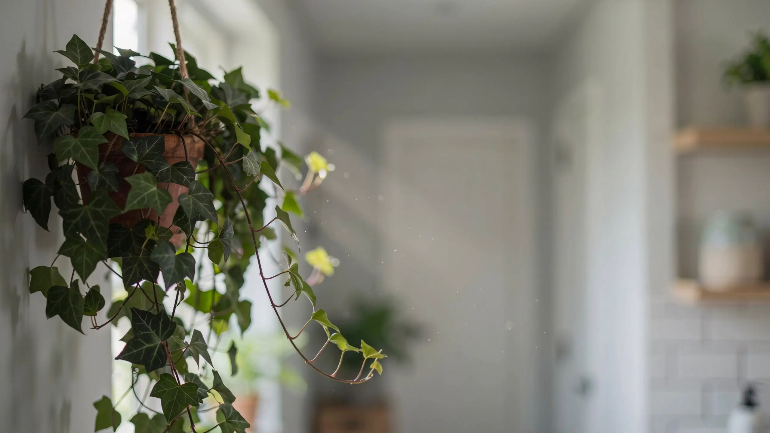 English ivy with trailing green leaves in focus against a softly blurred indoor background.