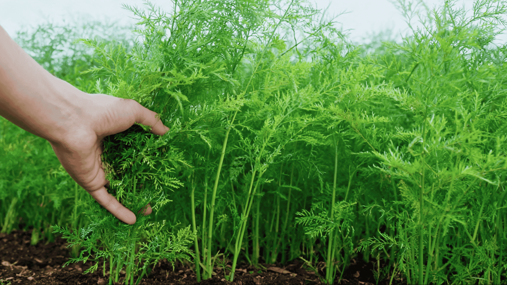 Hand holding mature asparagus ferns growing in an established garden bed without pruning or cutting