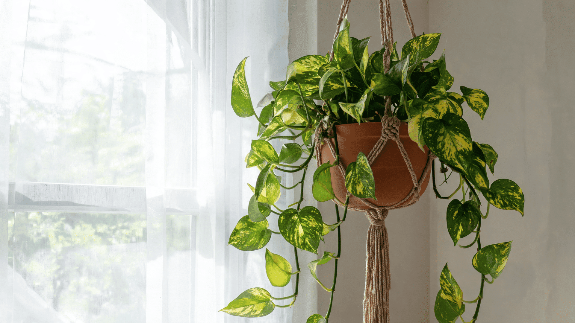 Golden pothos with heart-shaped green and yellow leaves trailing from a hanging planter