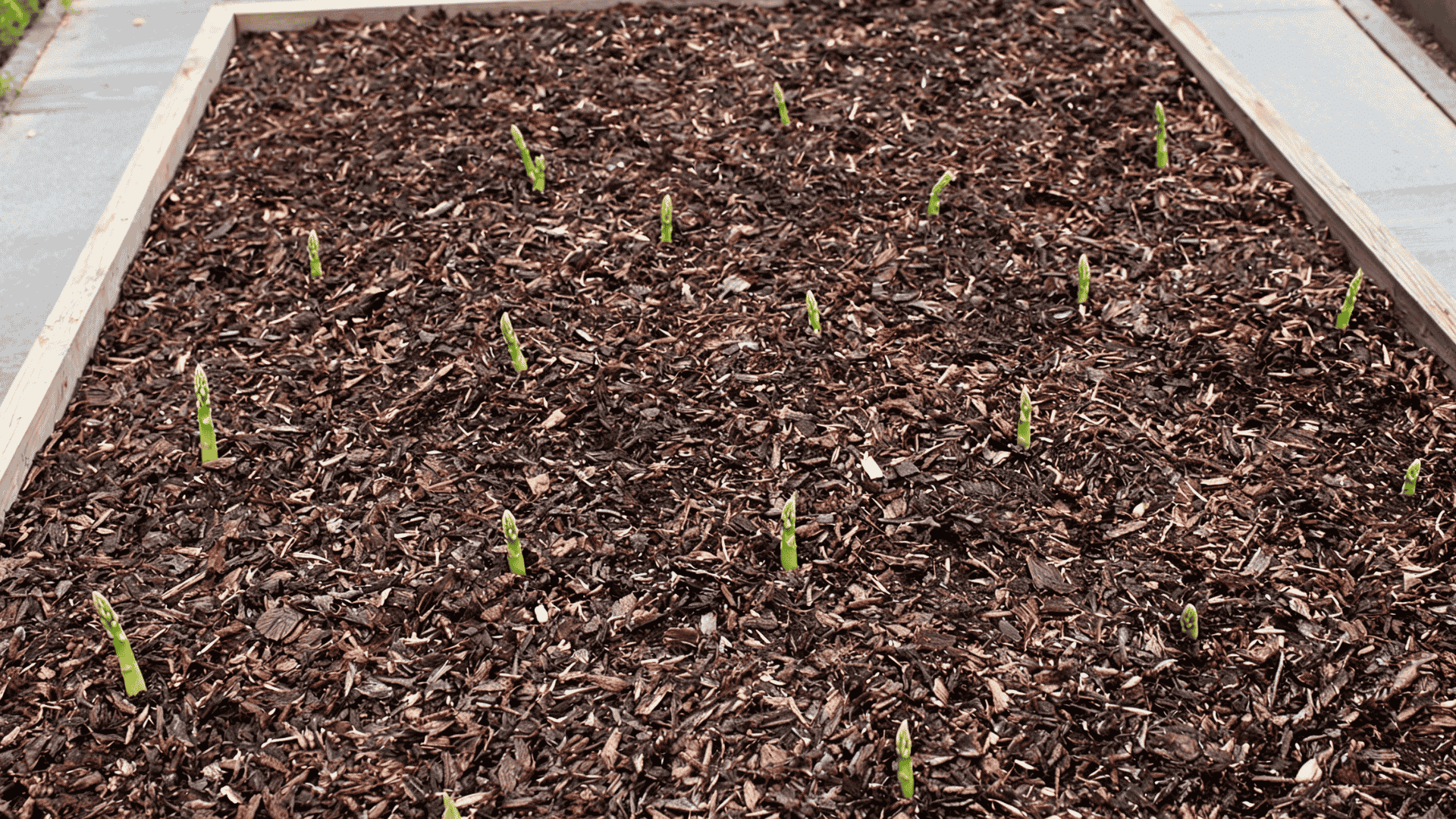 Mulch spread across a planted asparagus bed with young shoots emerging through the soil surface