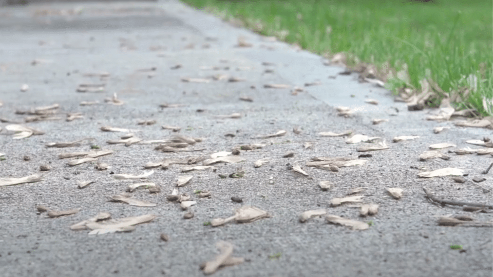 Small twigs and dry organic debris scattered across the surface of a grey outdoor carpet next to a lawn.