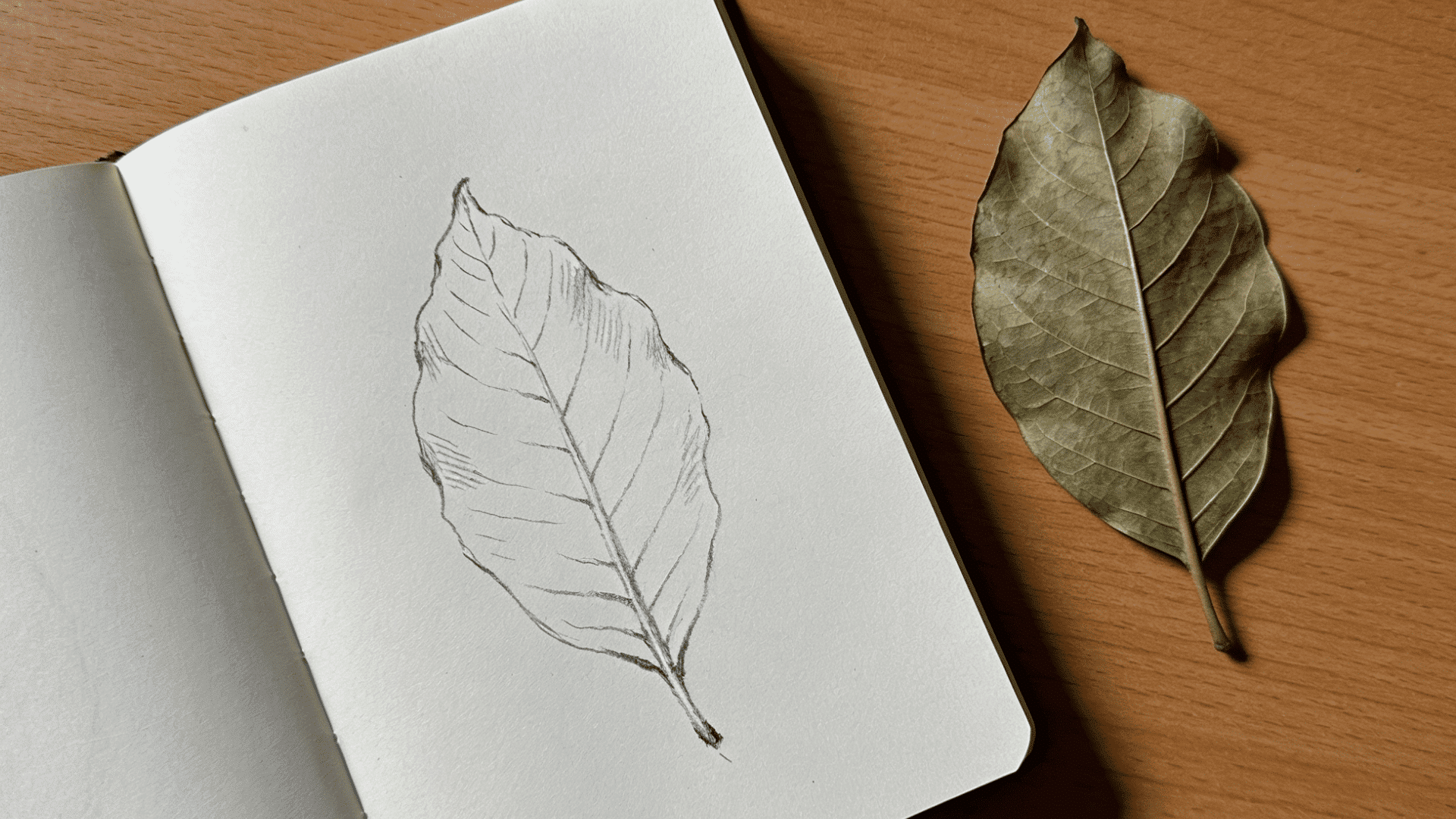 Pencil sketch drawing of a leaf on a sketchbook with leaf beside it