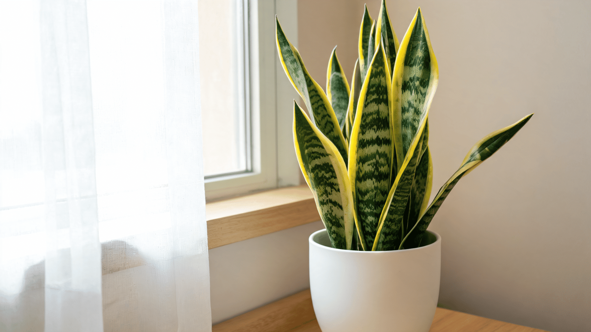 Close view of snake plant leaves with green and yellow patterns in a pot
