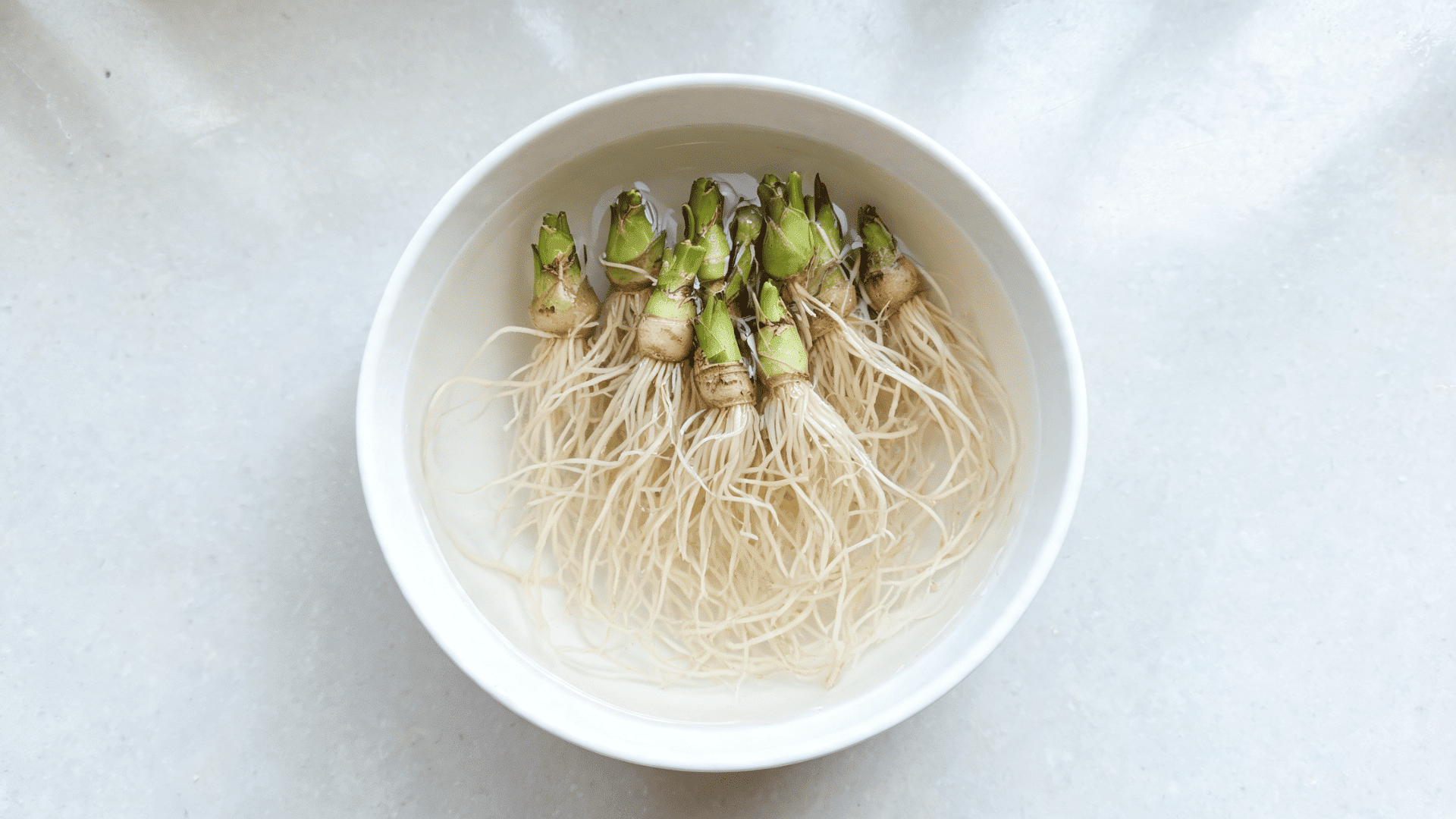 Plant crowns soaking in a bowl of water with visible roots on a light countertop