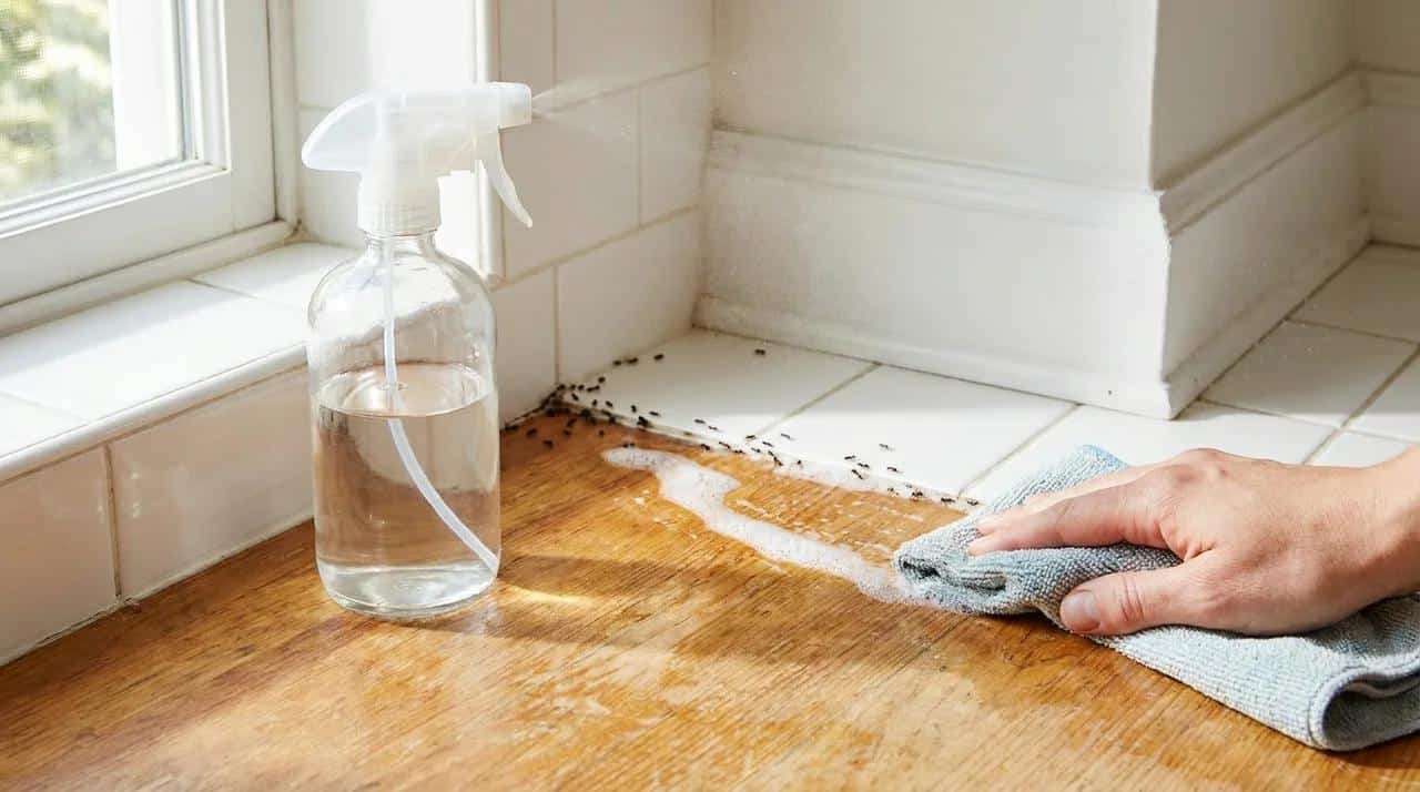 White vinegar spray being used to clean a sugar ant trail on a kitchen counter.