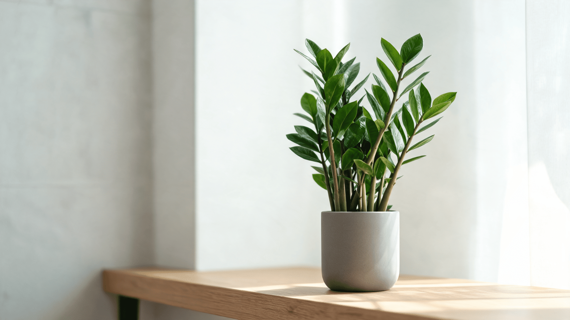 ZZ plant with glossy oval green leaves growing on upright stems in an indoor pot
