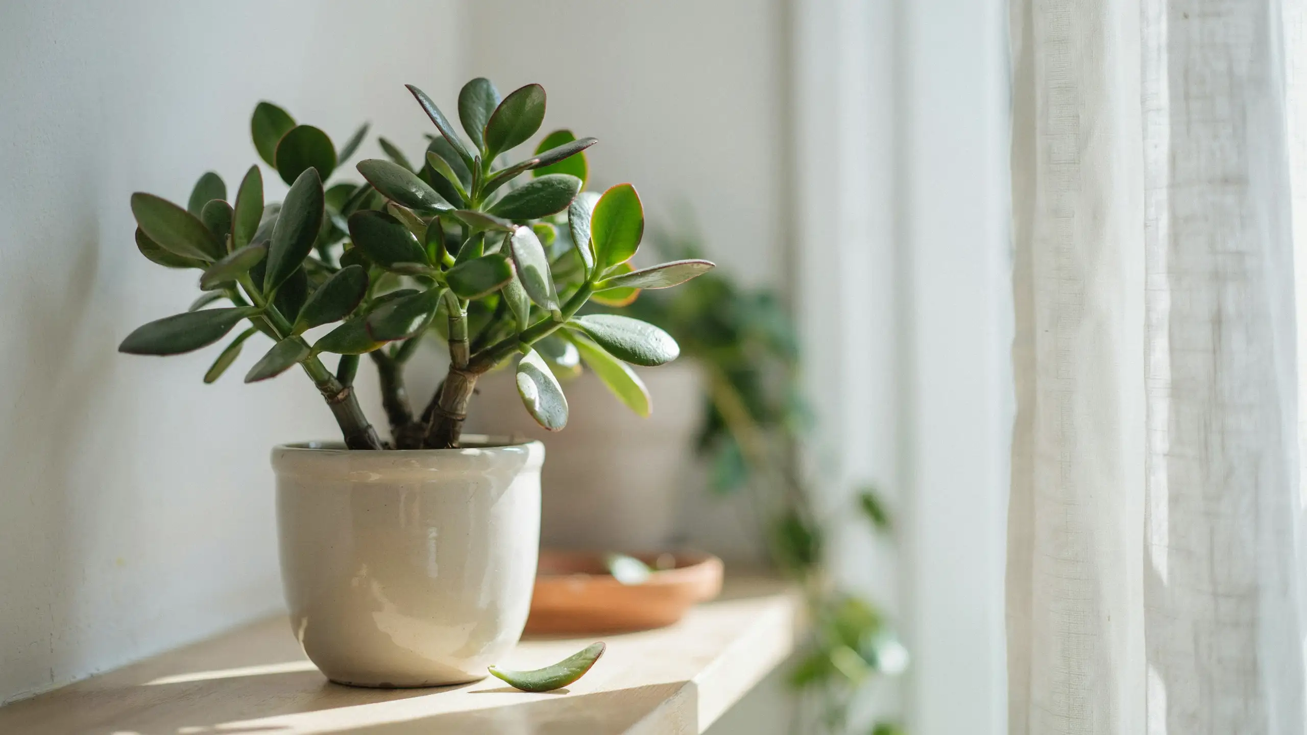 Jade plant with thick green leaves growing in a white pot near a sunny window.