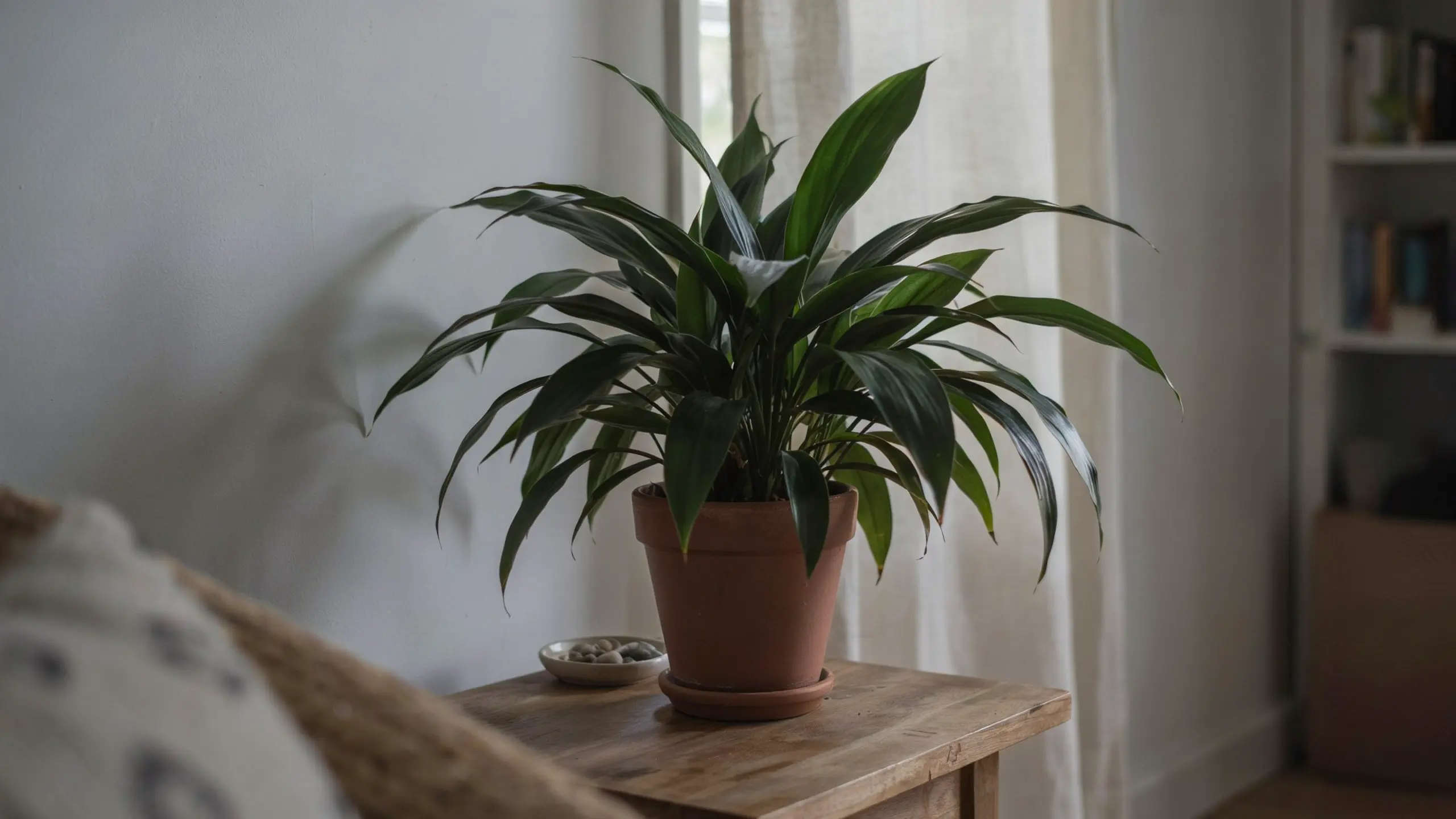 Cast iron plant with long green leaves growing in a terracotta pot indoors.