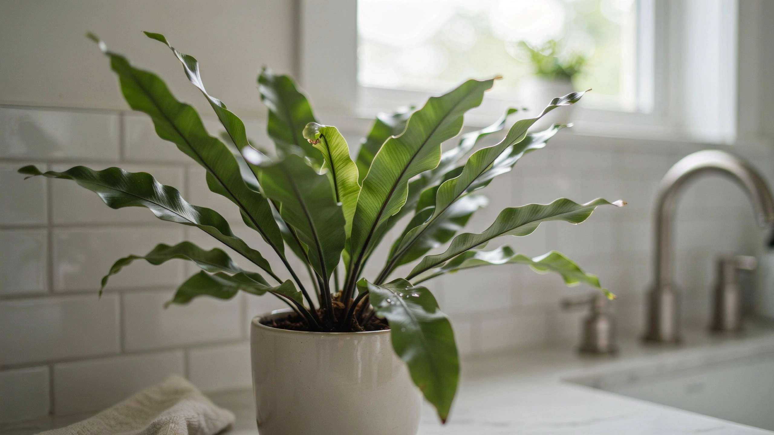 Bird’s nest fern growing in a humid bathroom with filtered light