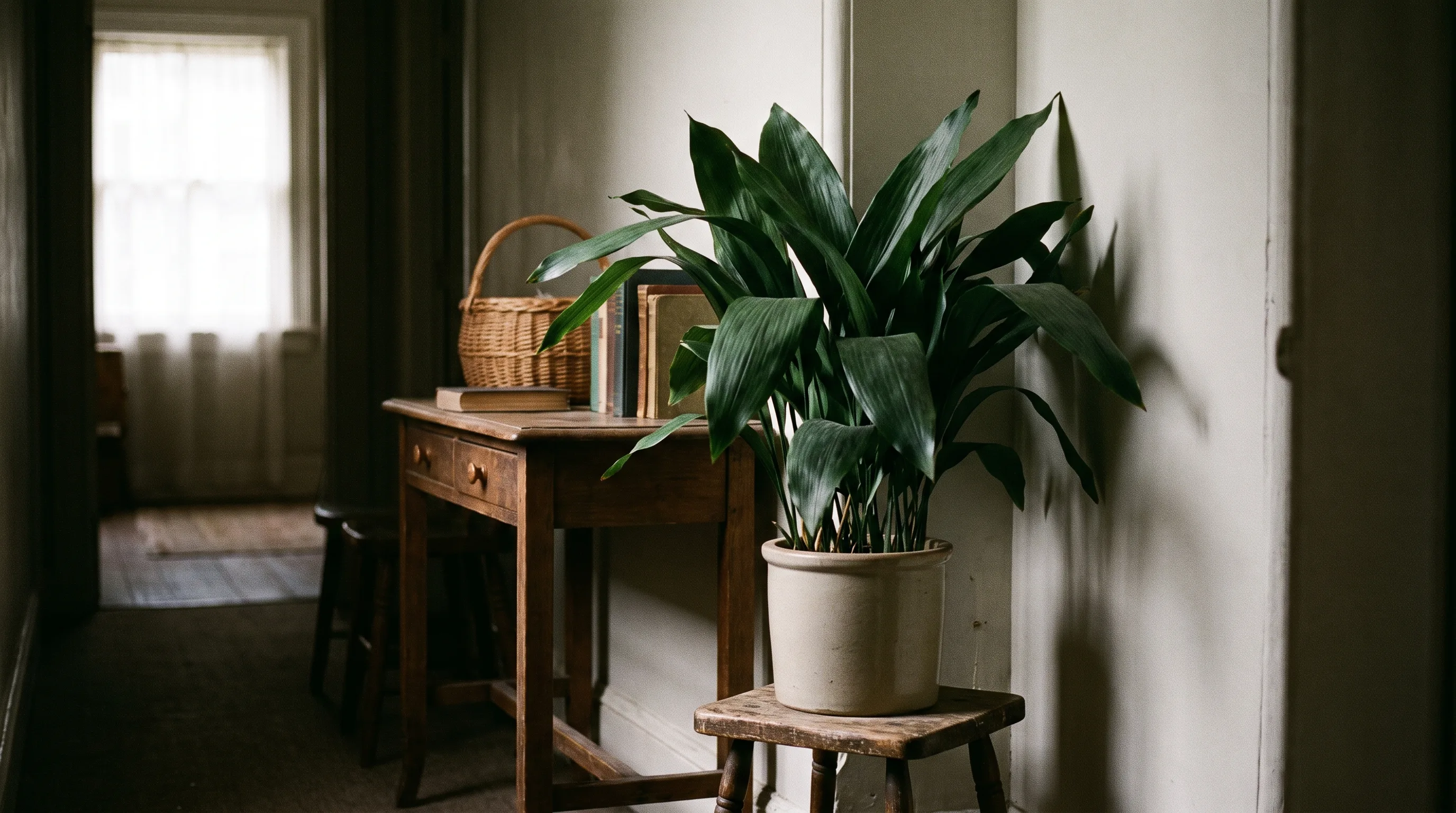 Cast iron plant with dark green leaves growing in a shaded indoor corner