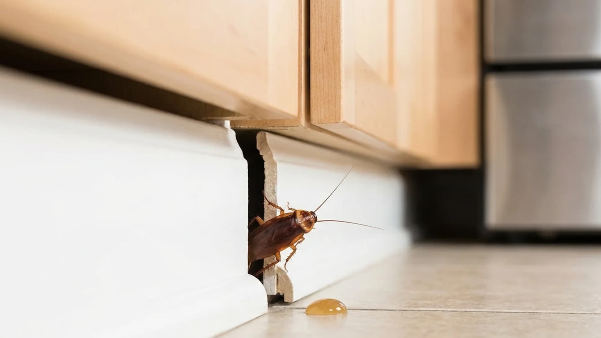 A cockroach crawling on a kitchen floor near a baseboard and cabinets toward a drop of gel bait.