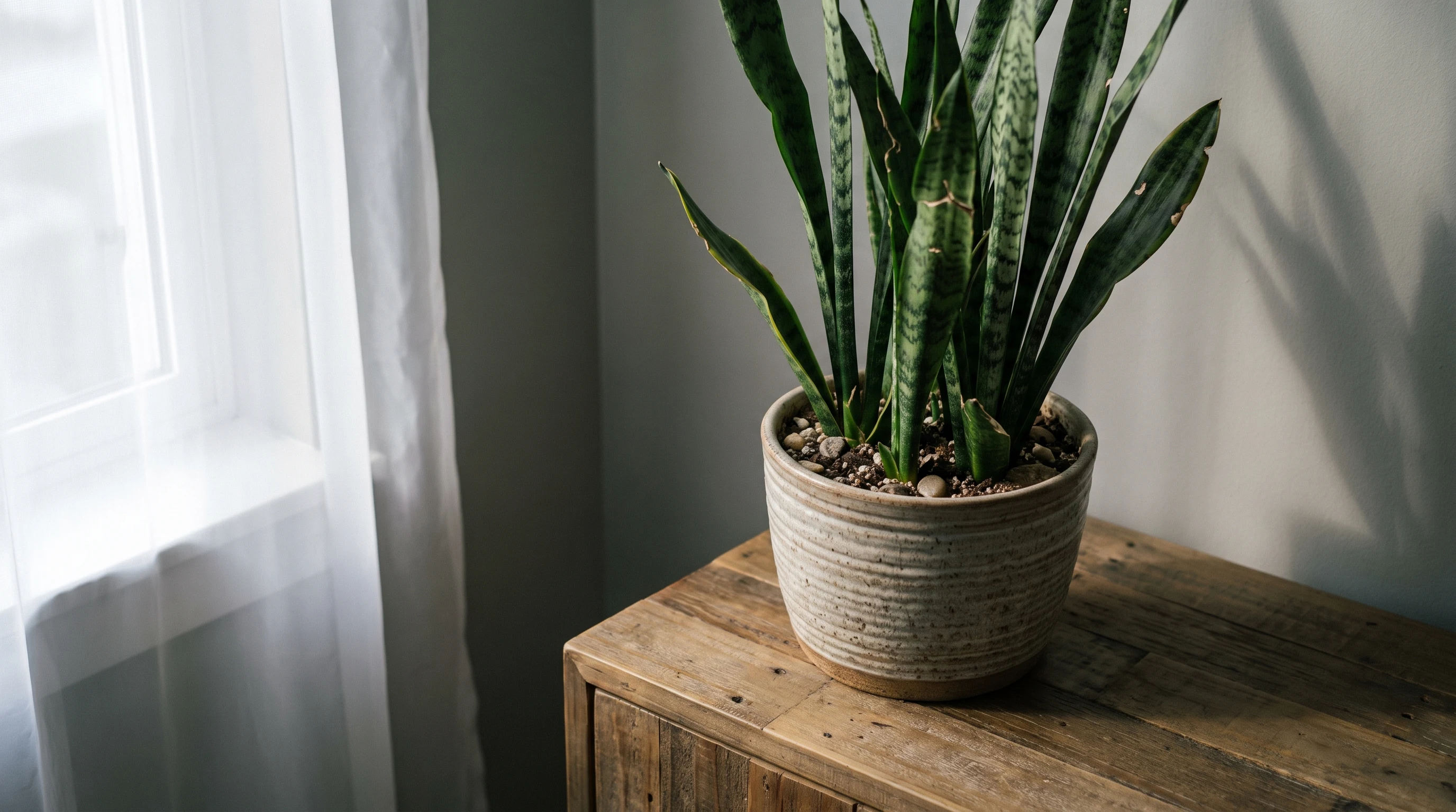 Snake plant growing in a shaded indoor corner with filtered natural light