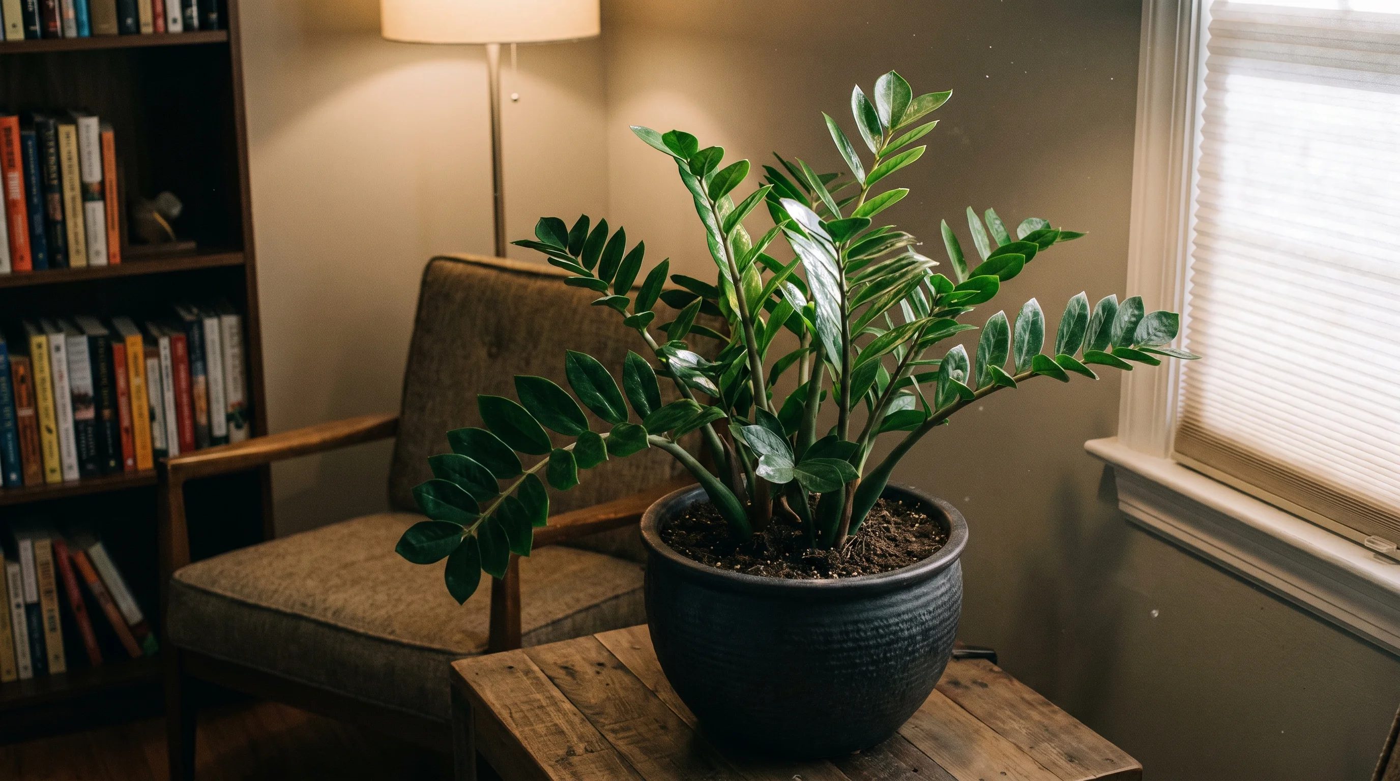 Glossy ZZ plant growing in a low light indoor office corner