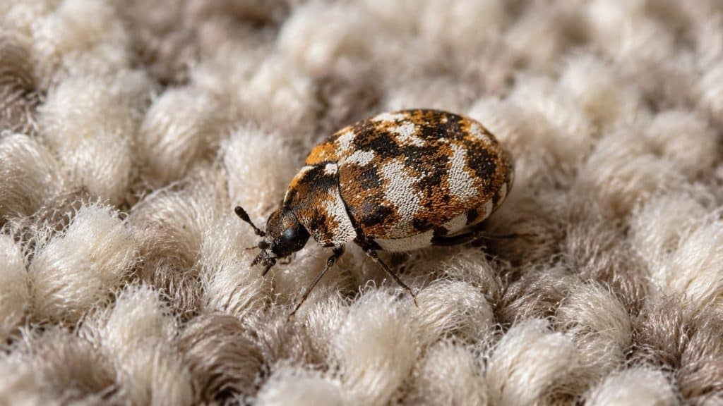 A carpet beetle crawling on a textured wool carpet with detailed fibers visible.