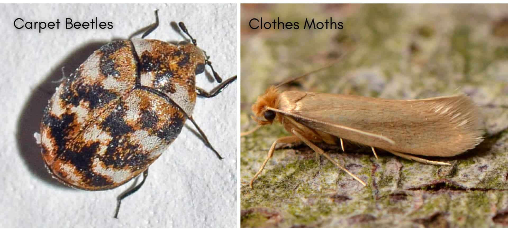 comparison image of carpet beetles and clothes moths side by side.